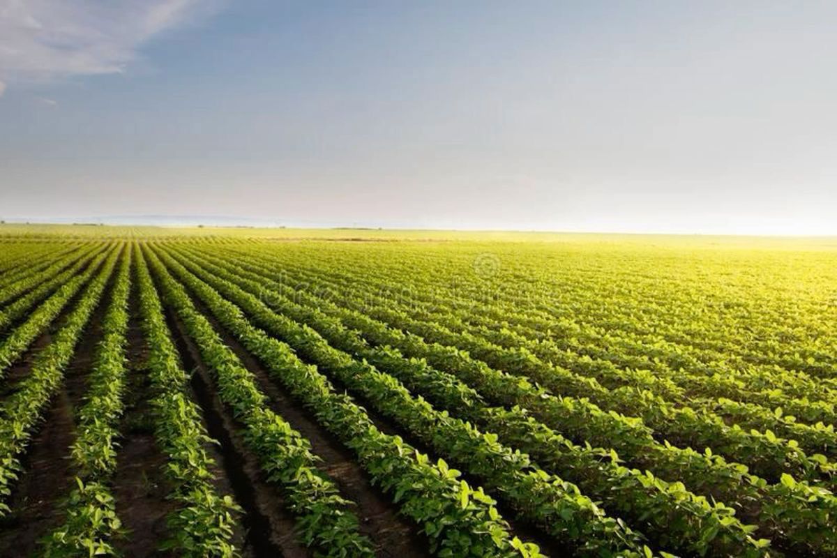 Terreno Agricolo in vendita a Casale di Scodosia