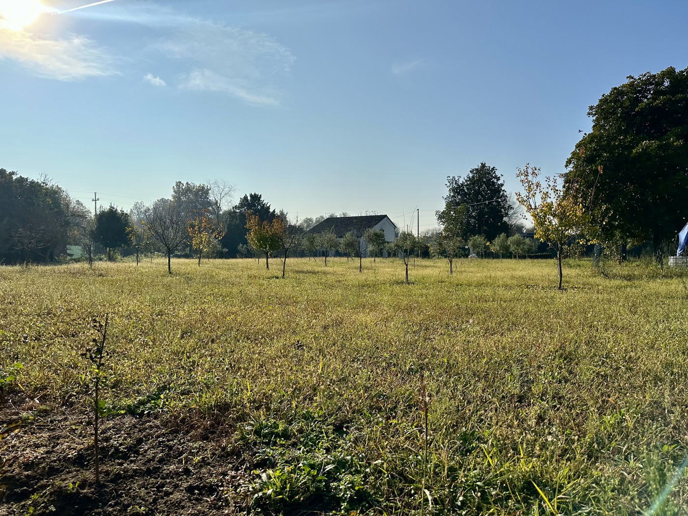 Terreno Edificabile in vendita a Montagnana