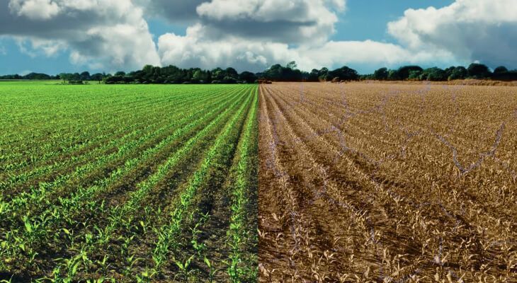 Terreno Agricolo in vendita a Borgo Veneto