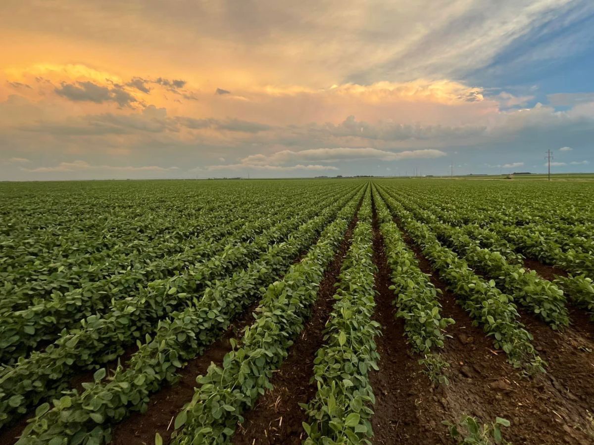 Terreno Agricolo in vendita a Borgo Veneto