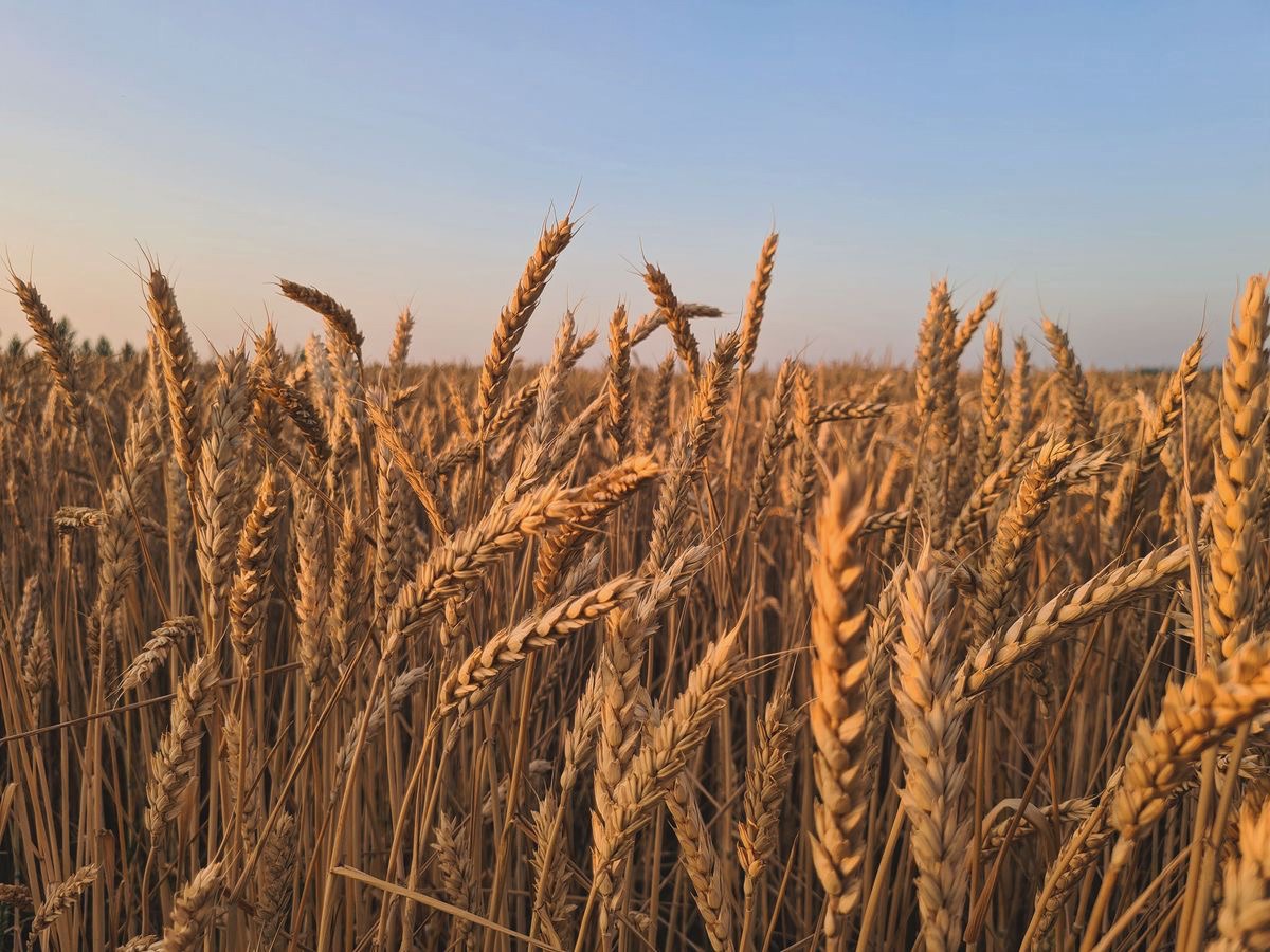 Terreno Agricolo in vendita a Montagnana