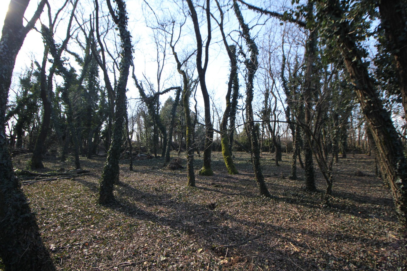 Terreno Agricolo in vendita a Legnano