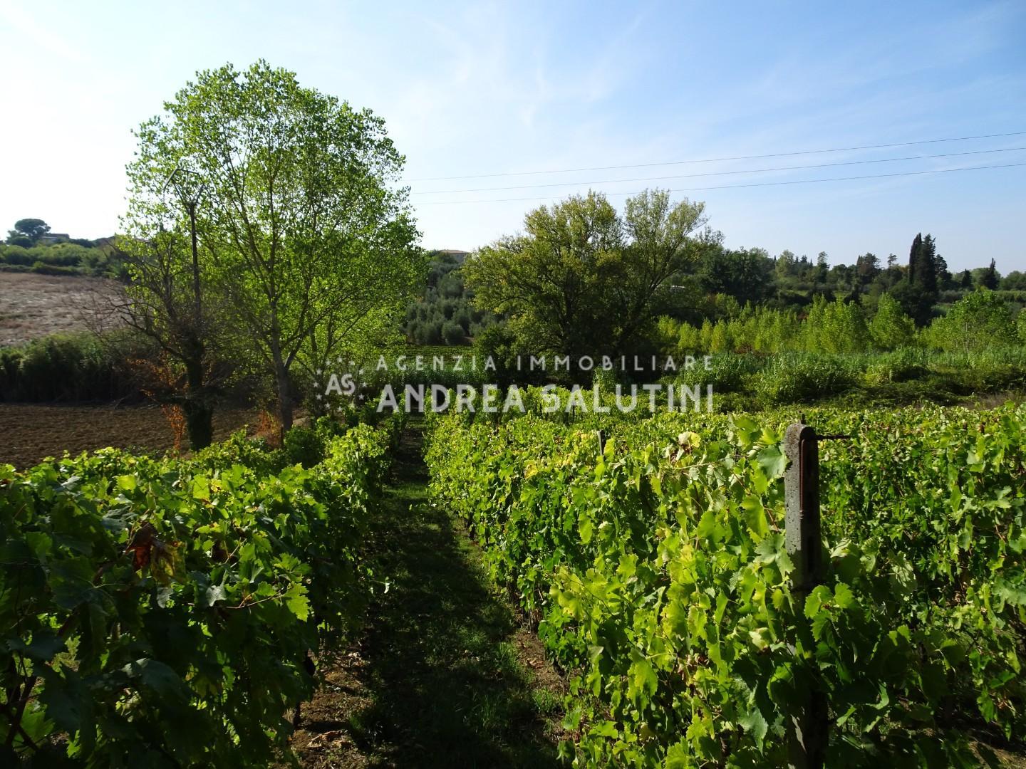 Terreno Agricolo in vendita, Capannoli san pietro in belvedere