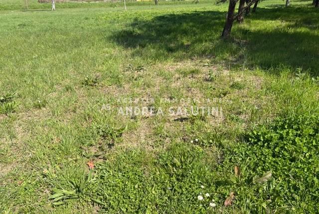 Terreno Agricolo in vendita, Palaia alica - baccanella