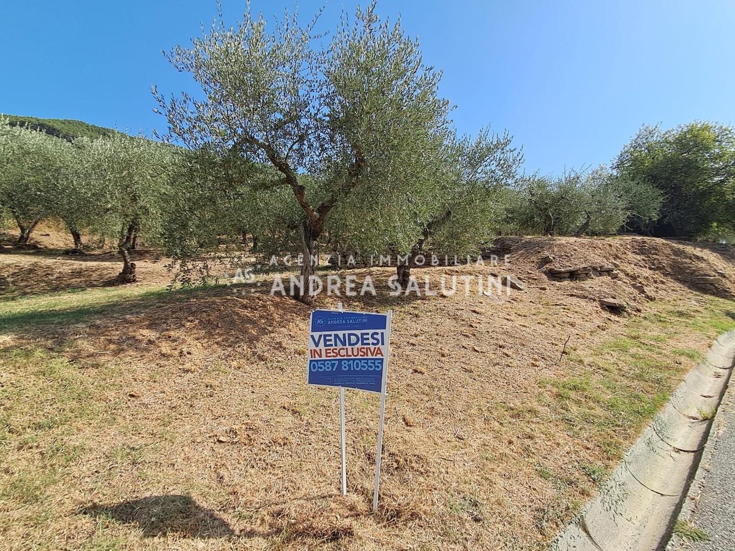 Terreno Edificabile in vendita a Buti