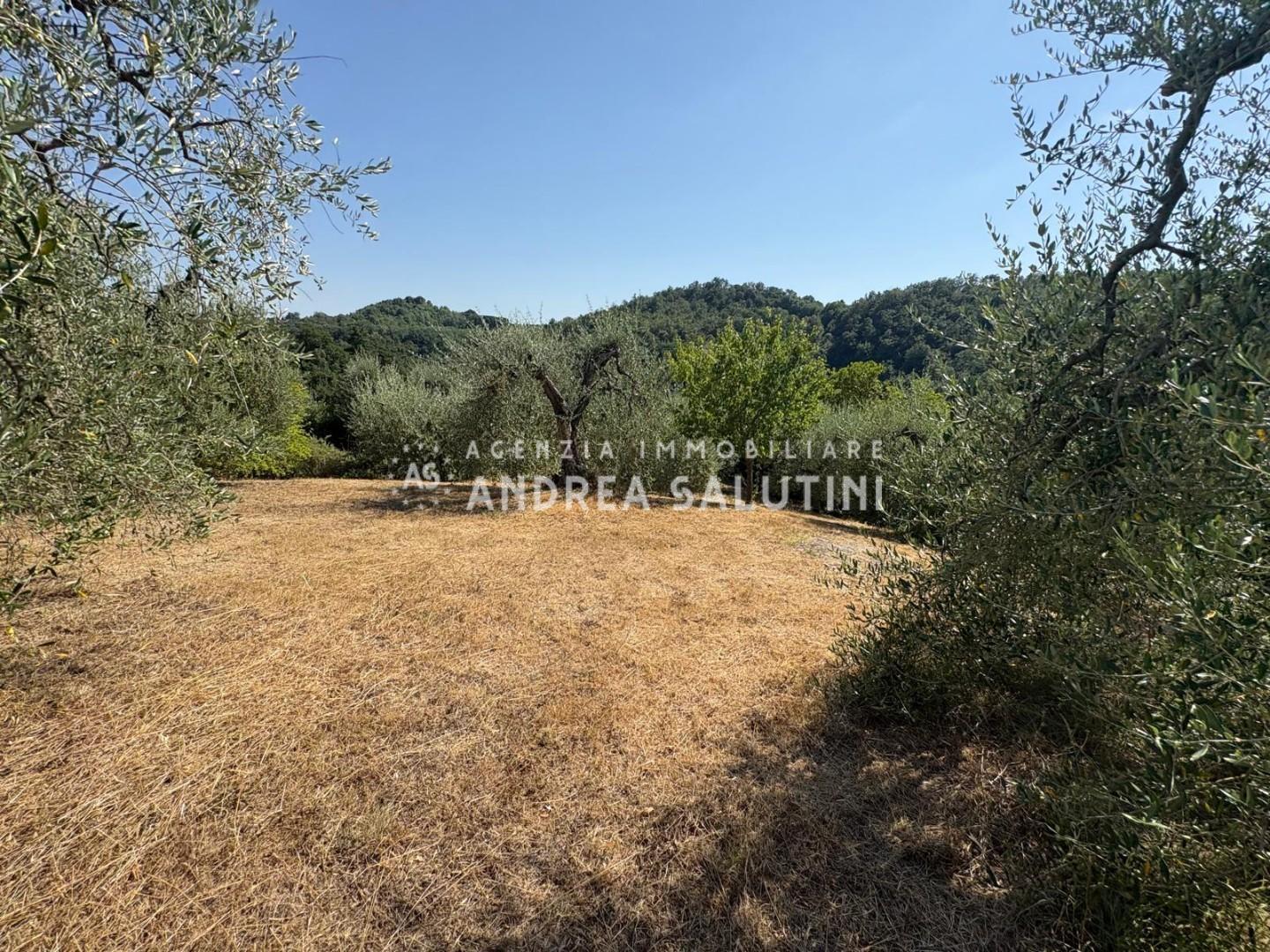 Terreno Agricolo in vendita, Pontedera montecastello