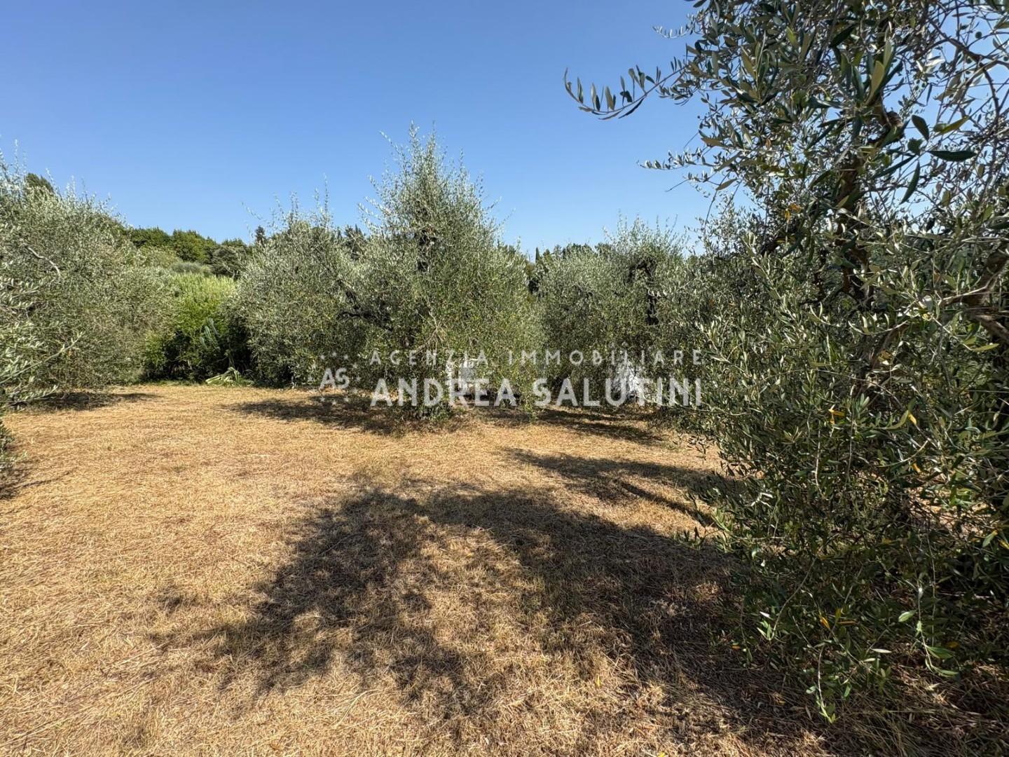 Terreno Agricolo in vendita, Pontedera montecastello