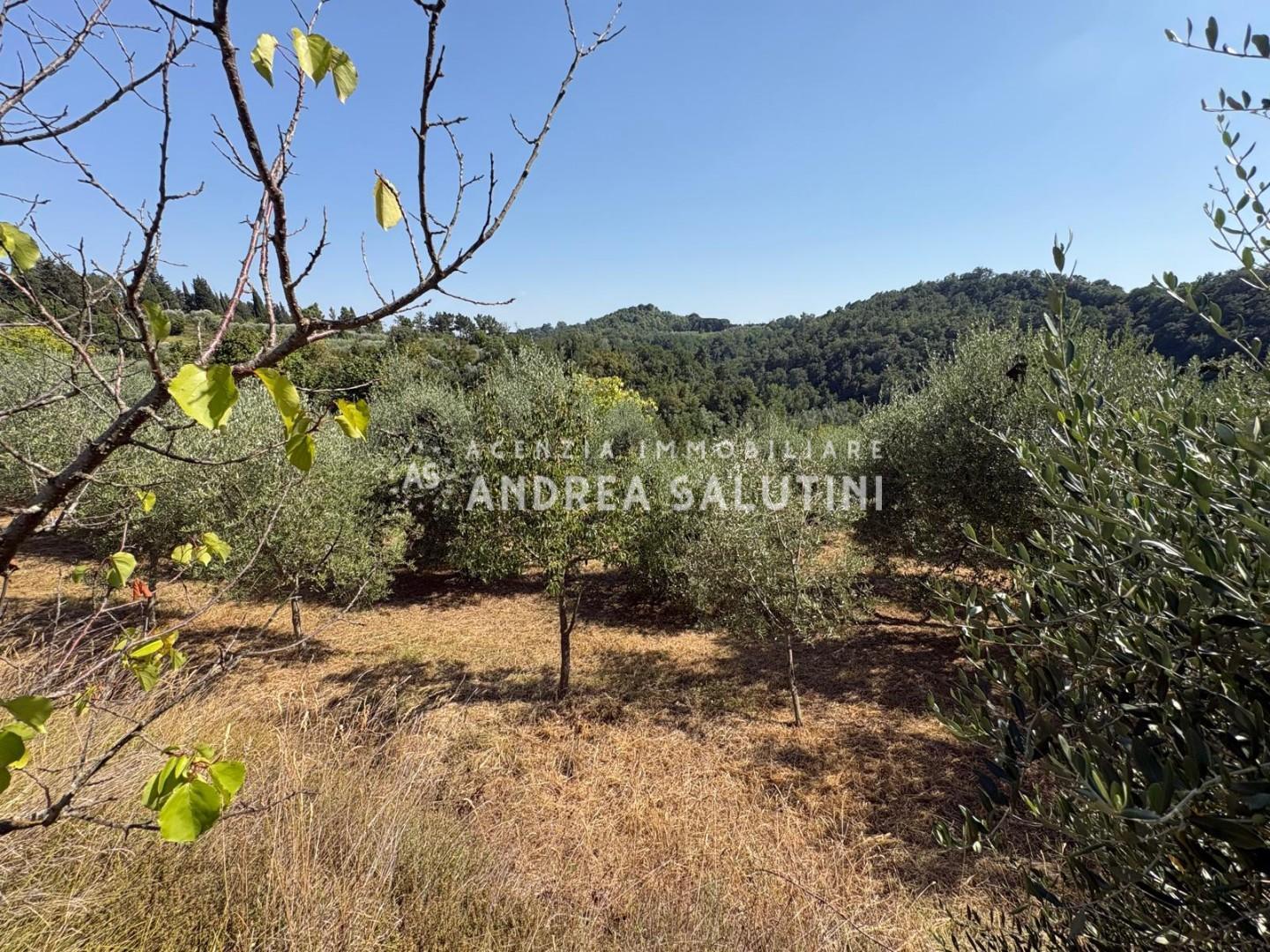 Terreno Agricolo in vendita, Pontedera montecastello