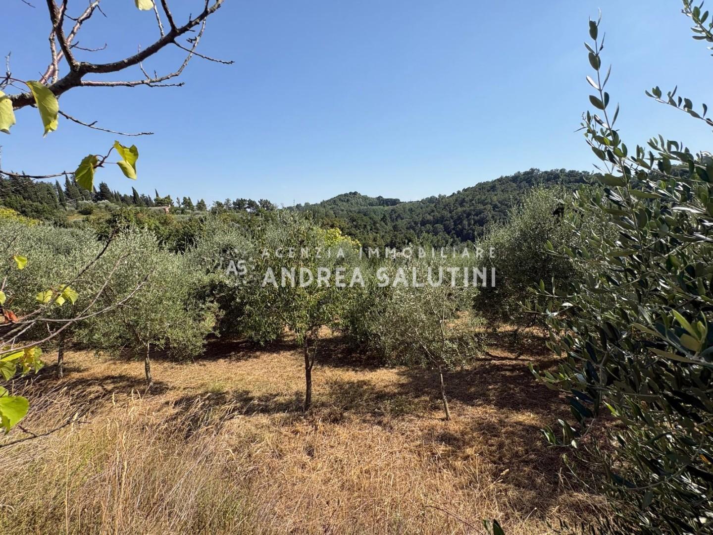 Terreno Agricolo in vendita, Pontedera montecastello