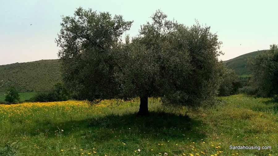 Terreno in vendita in villanovafranca, Villanovafranca