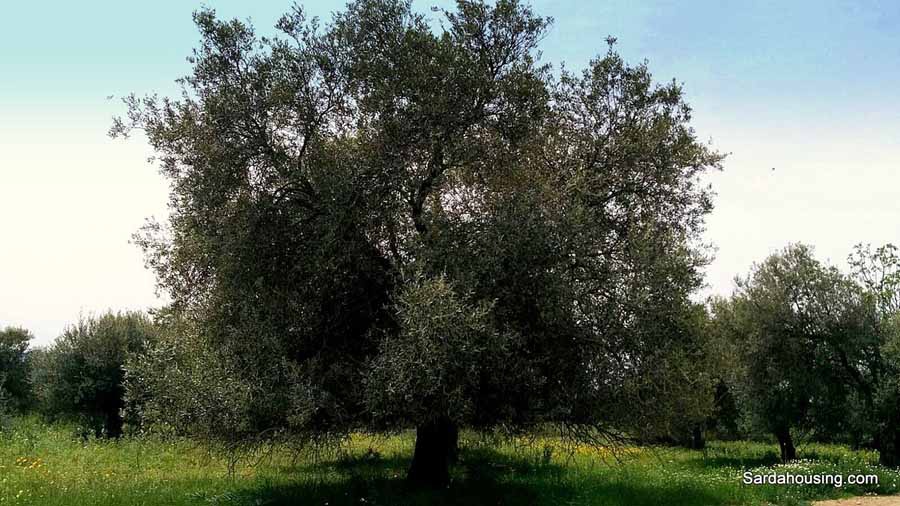 Terreno in vendita in villanovafranca, Villanovafranca