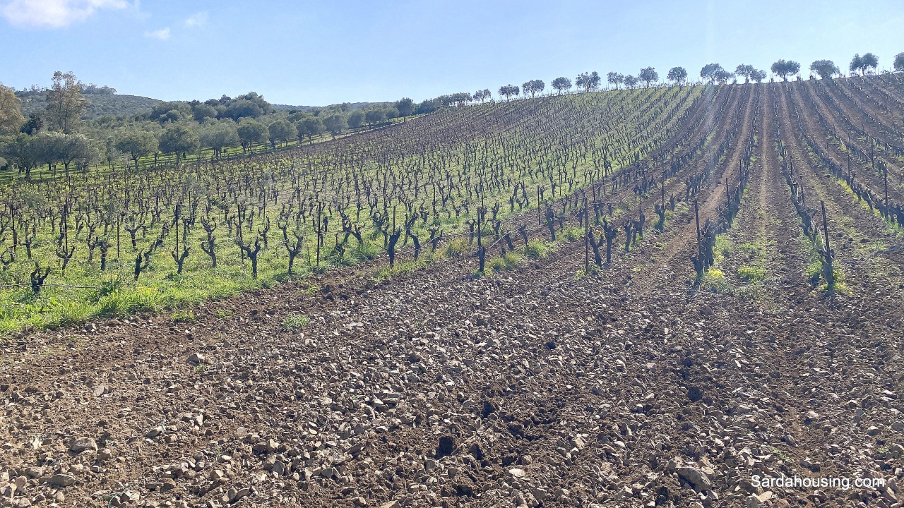 Terreno in vendita in sa misa, Soleminis