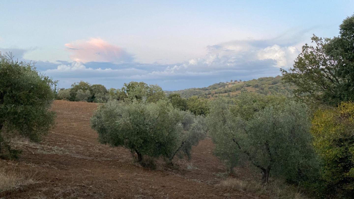 Terreno Agricolo in vendita, Scansano montorgiali