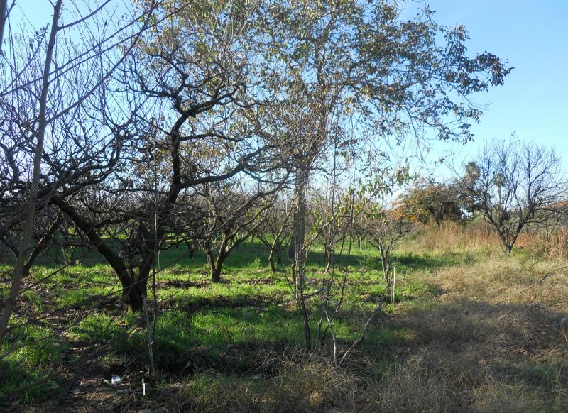 AGRICOLO in vendita a Qualiano