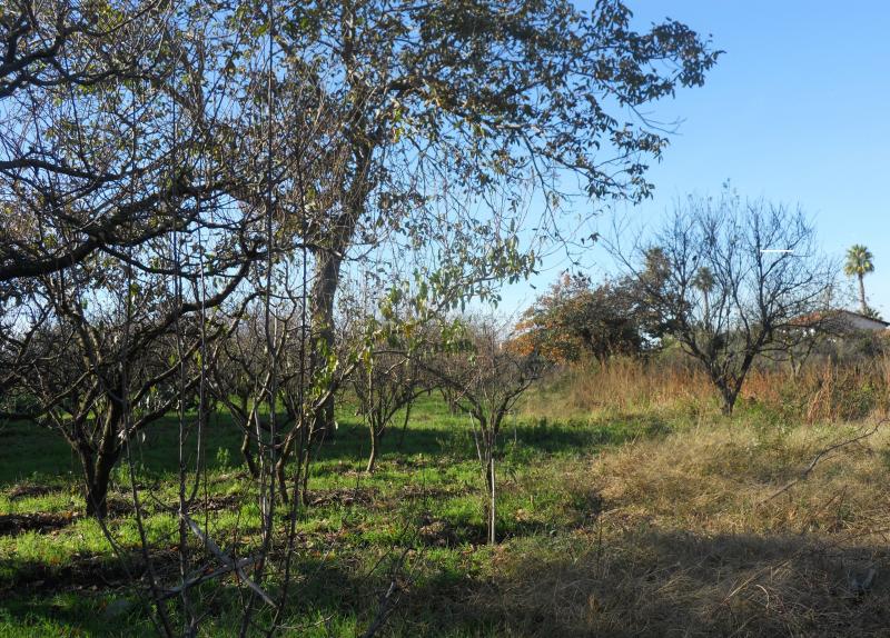 AGRICOLO in vendita a Qualiano