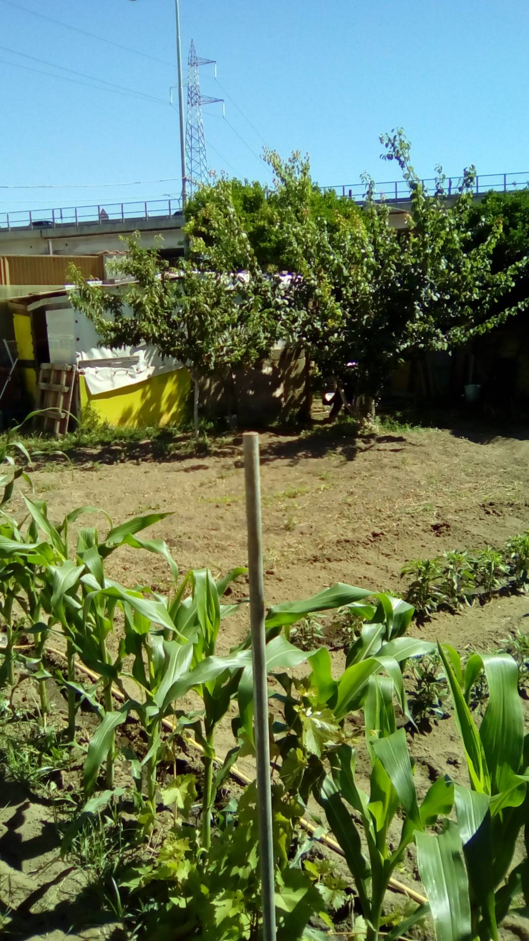 AGRICOLO in vendita a Sant'Antimo