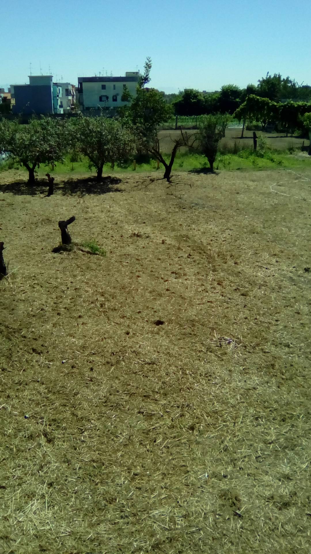 EDIFICABILE in vendita a Alife