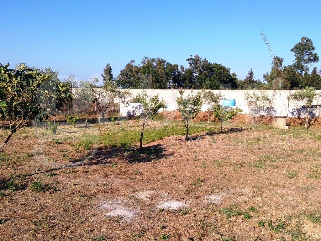Terreno Agricolo in vendita a Oristano