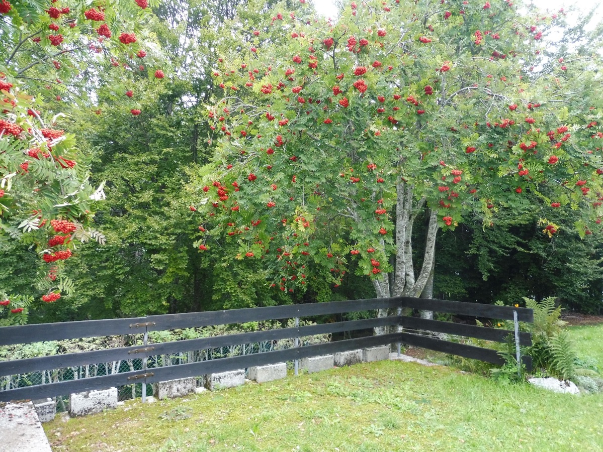 Villa con giardino a Solagna