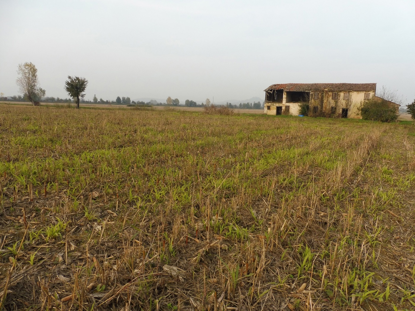 Terreno Agricolo in vendita a Agugliaro