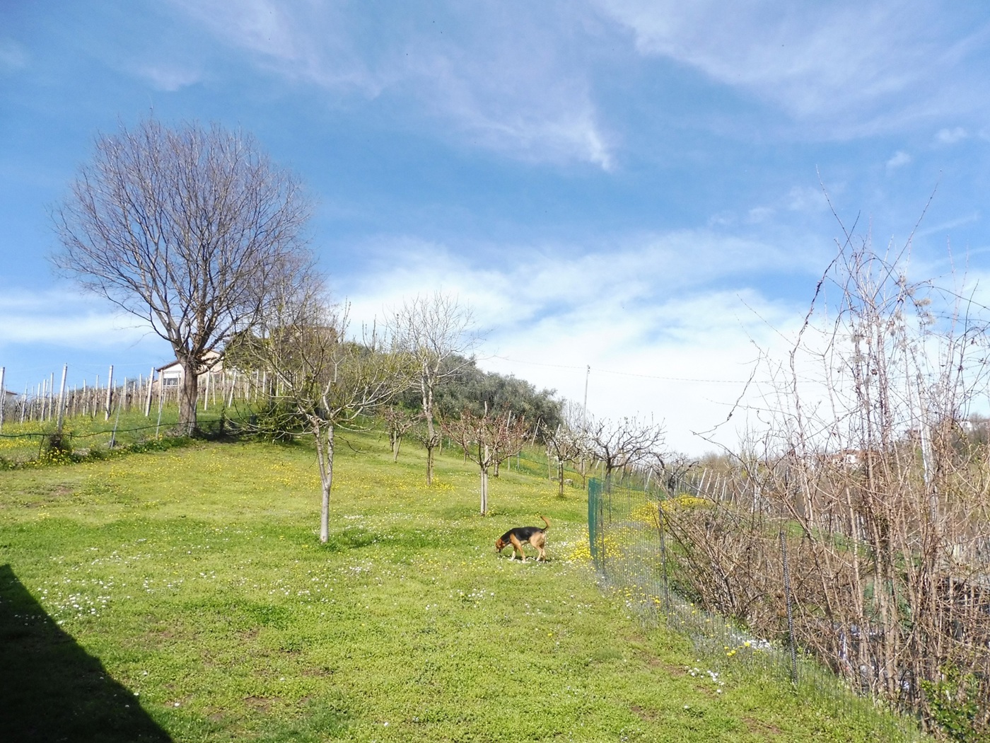 immagine annuncio 3 di 10