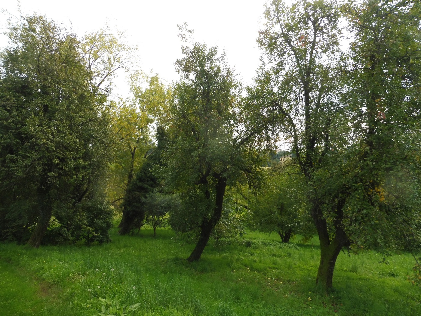 Terreno Agricolo in vendita a Fara Vicentino