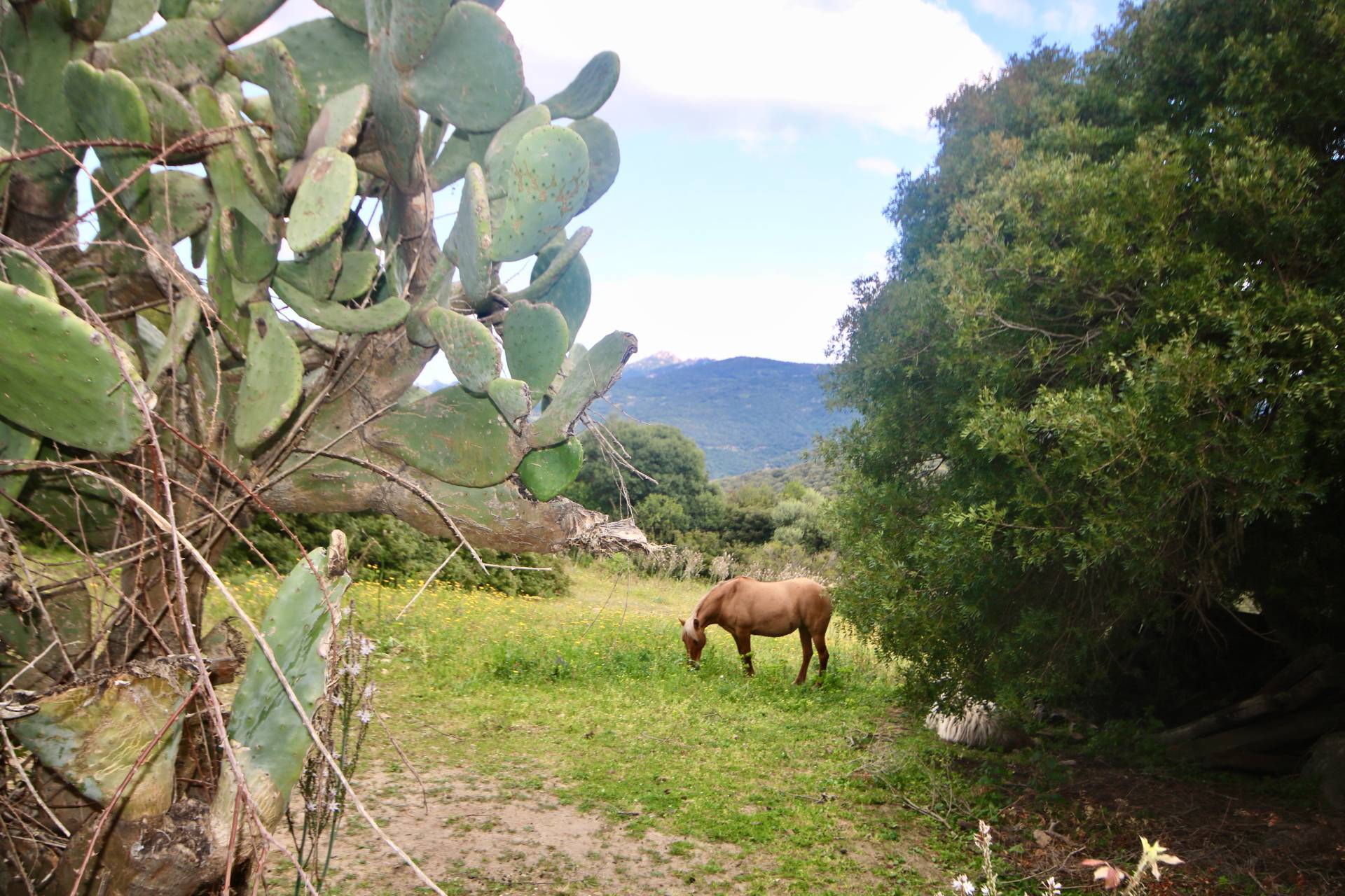 Terreno in vendita a Sant'Antonio di Gallura