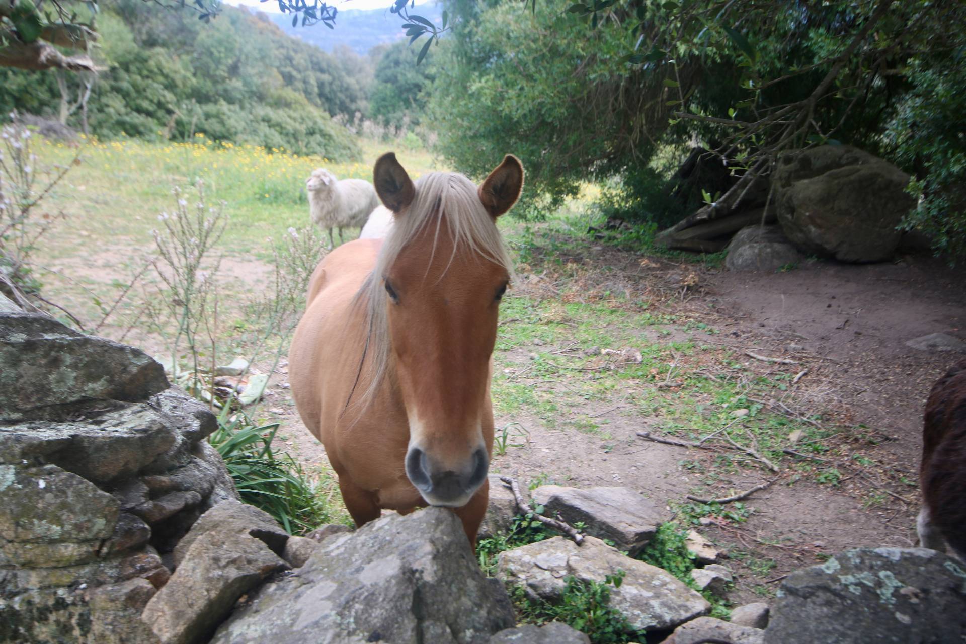 Rustico/Casale/Corte in vendita a Sant'Antonio di Gallura