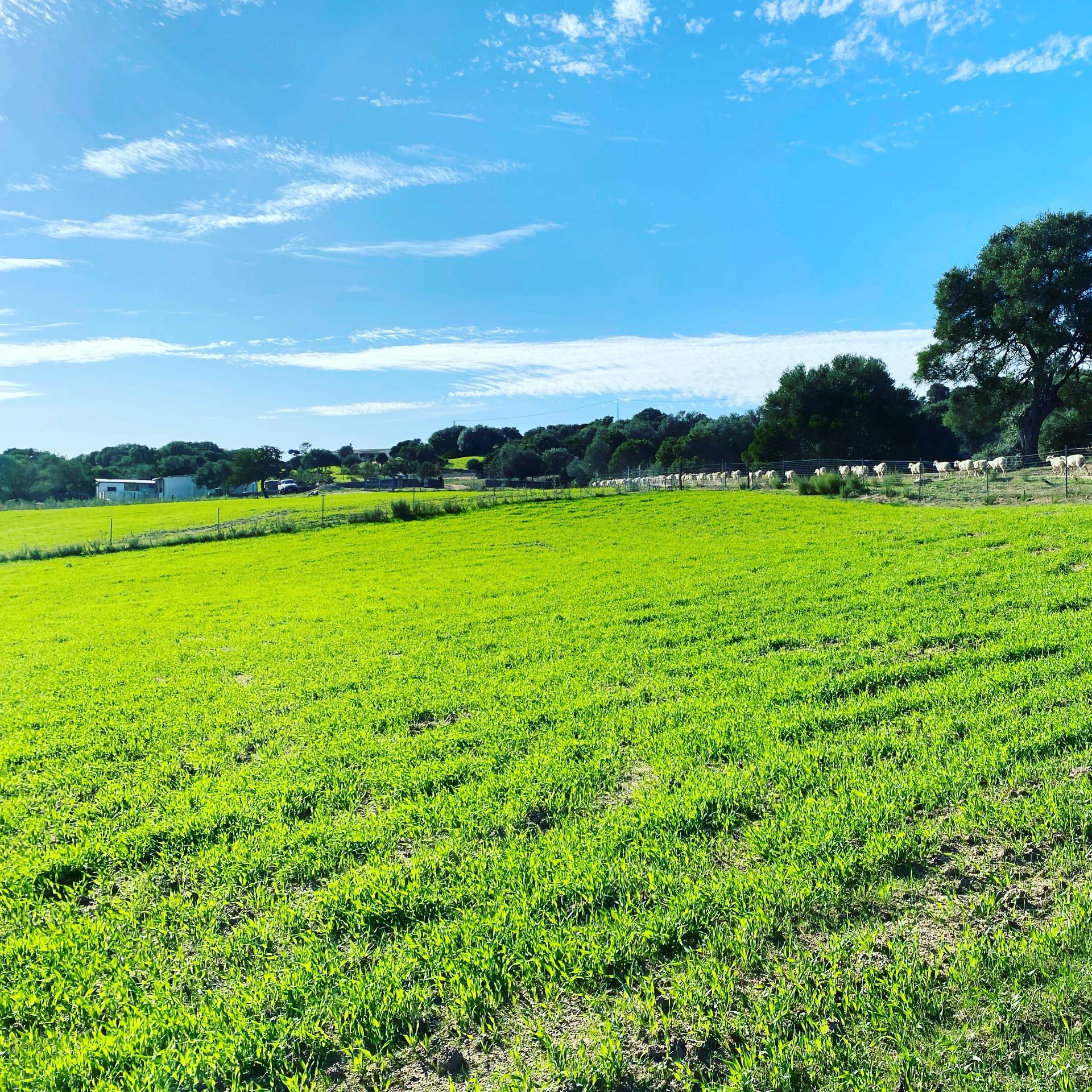 Attivit commerciale in vendita a Arzachena, PAESE