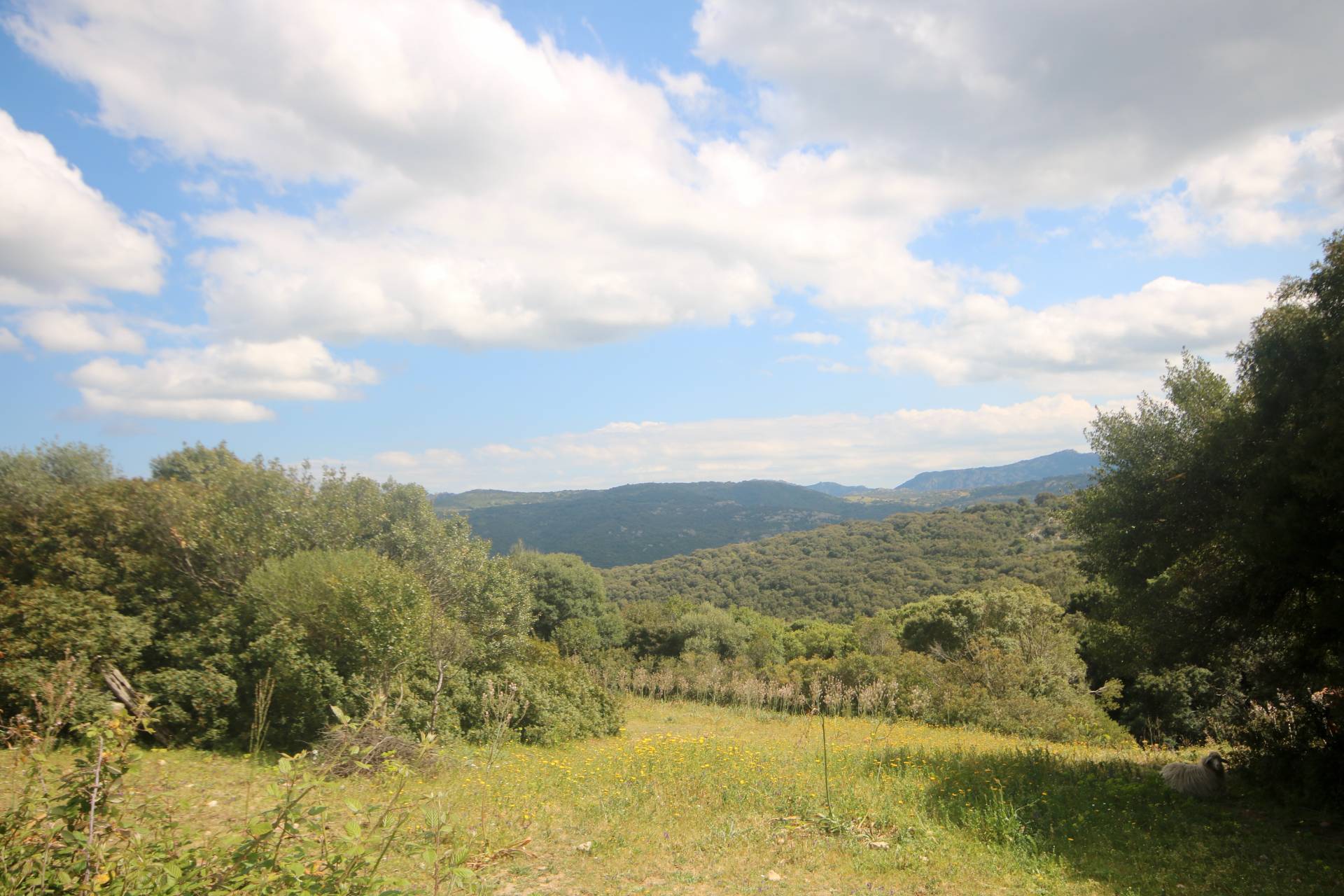 Terreno in vendita a Sant'Antonio di Gallura