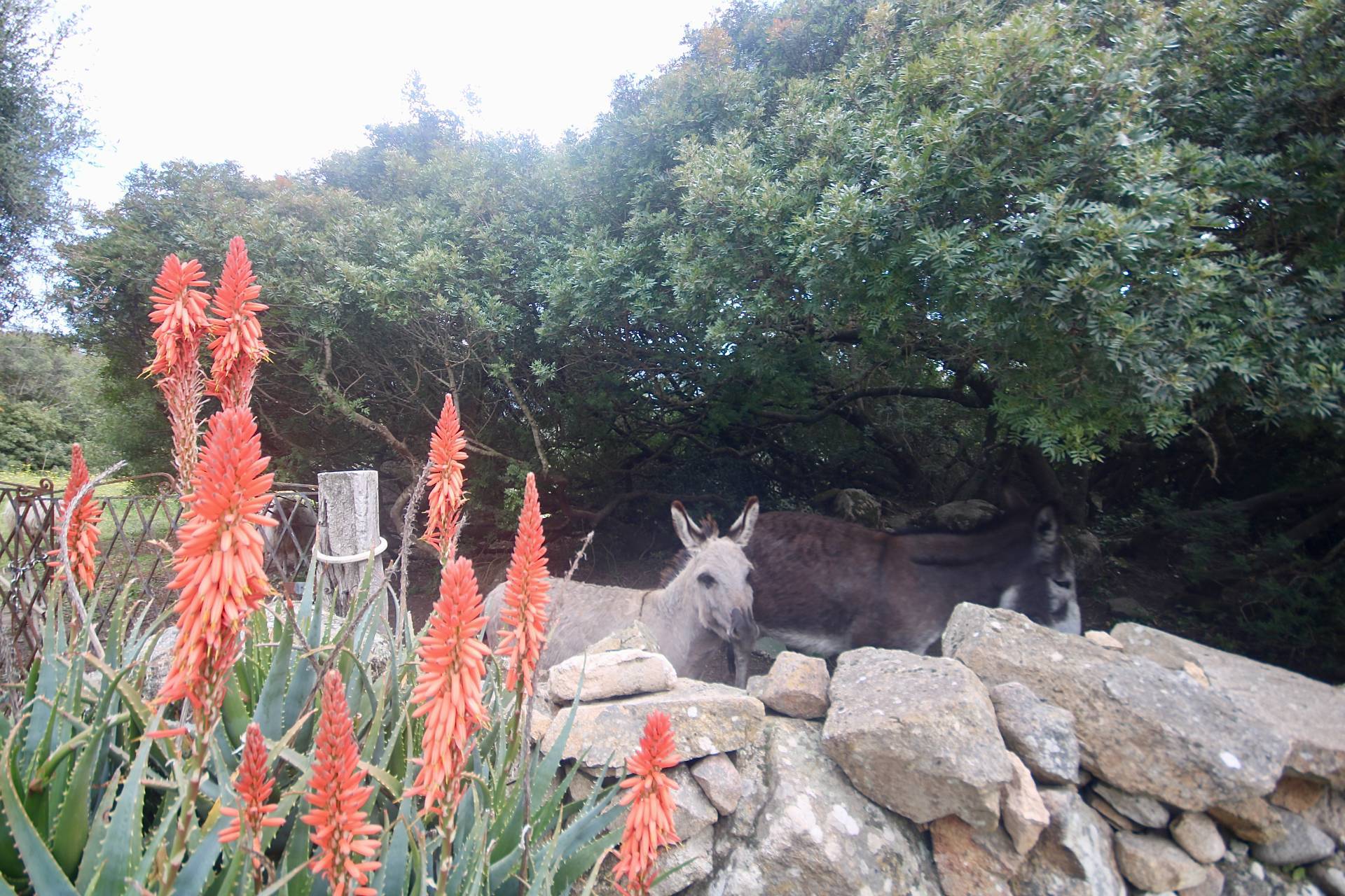 Terreno in vendita a Sant'Antonio di Gallura