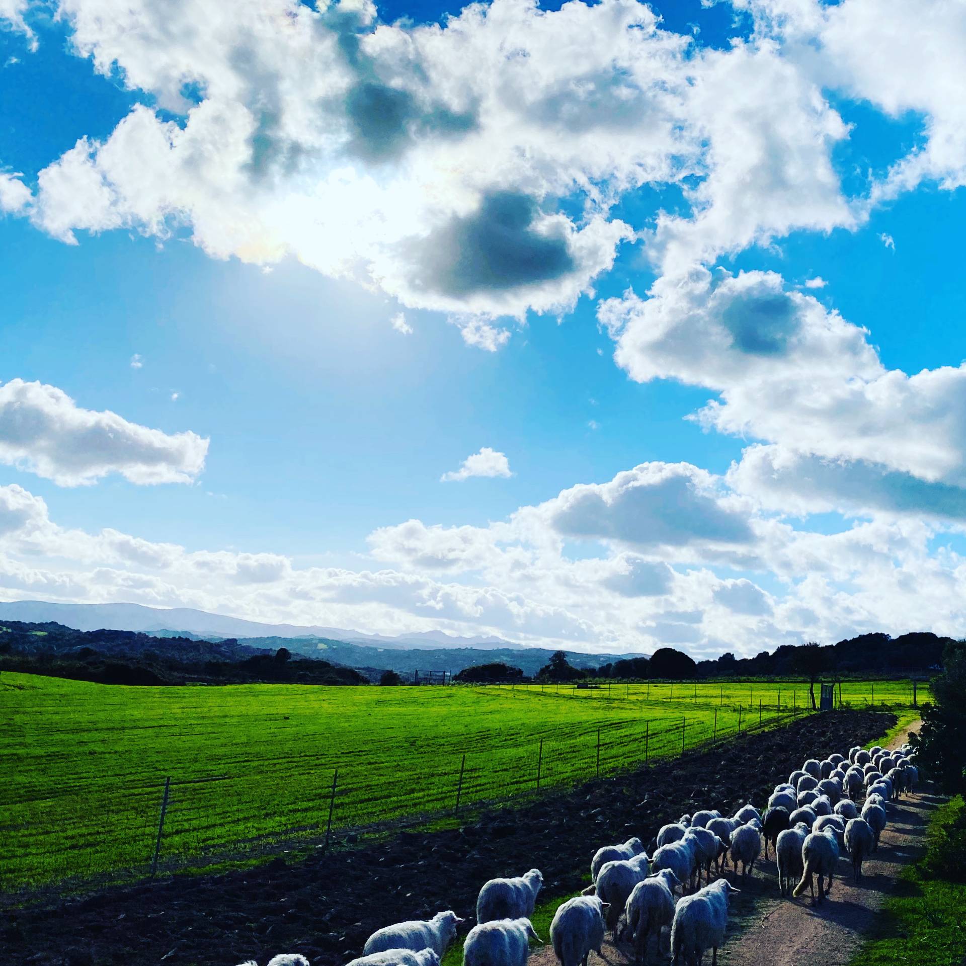 Attivit commerciale in vendita a Arzachena, PAESE