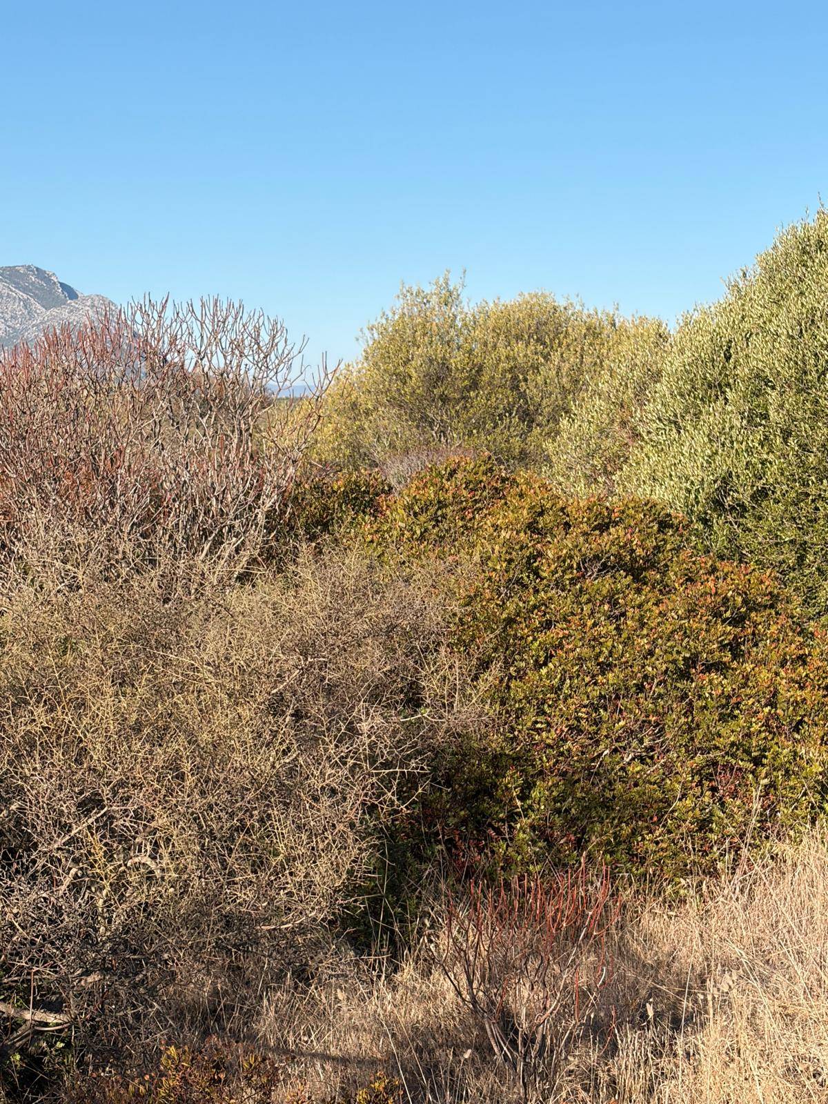 Terreno agricolo in vendita a Orosei