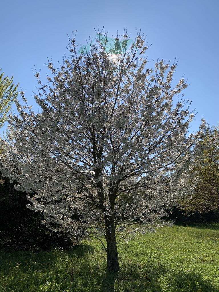 Terreno edificabile in vendita a Jesi, Colle Paradiso