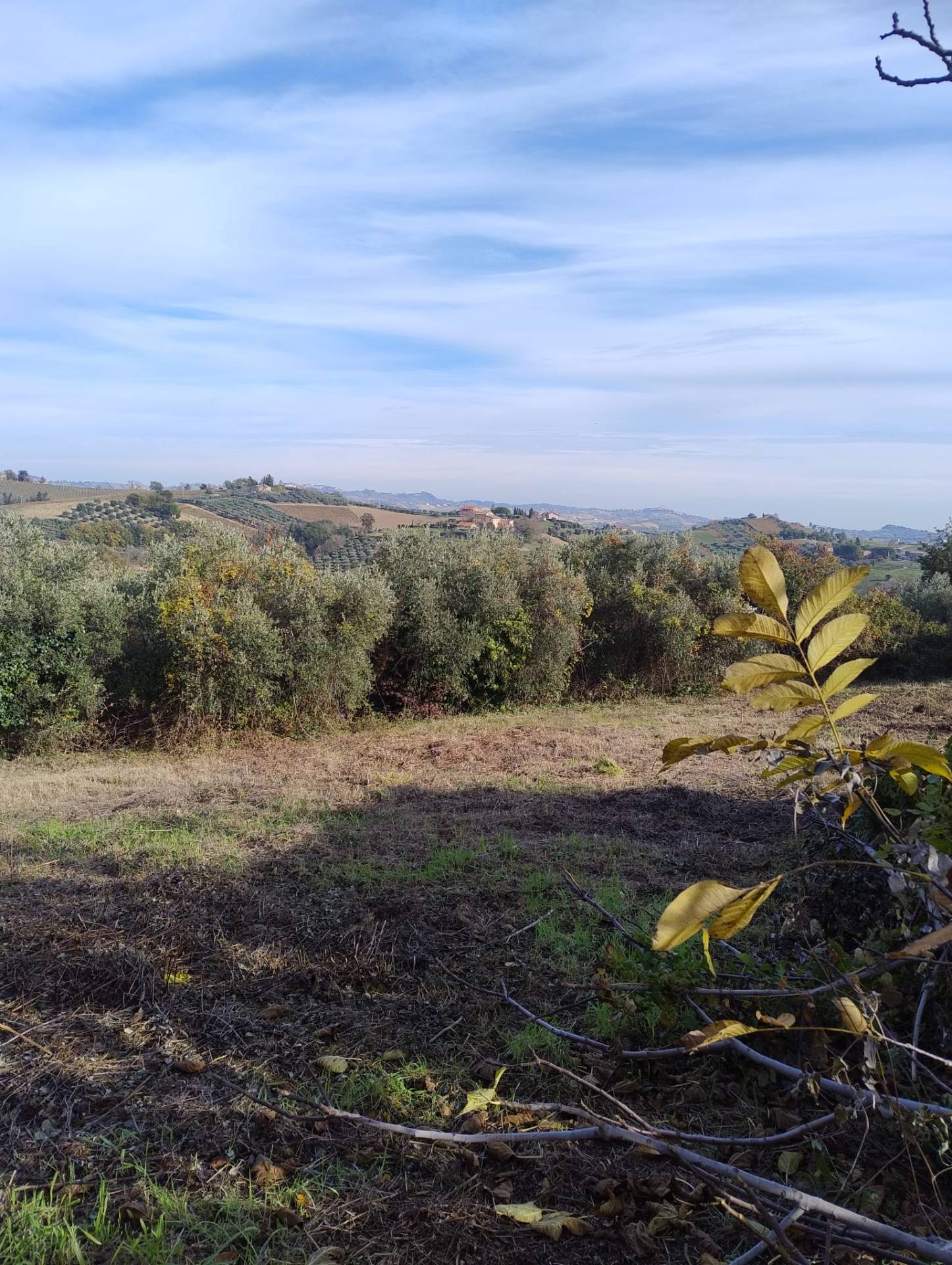 terreno agricolo ed edificabile in vendita a Castorano