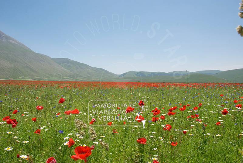 Terreno Agricolo in vendita a Viareggio, Migliarina