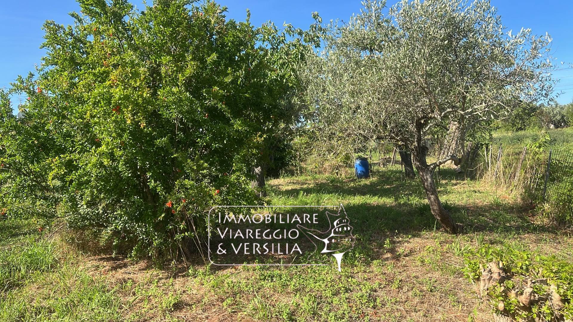 Terreno Agricolo in vendita a Massarosa, Massarosa