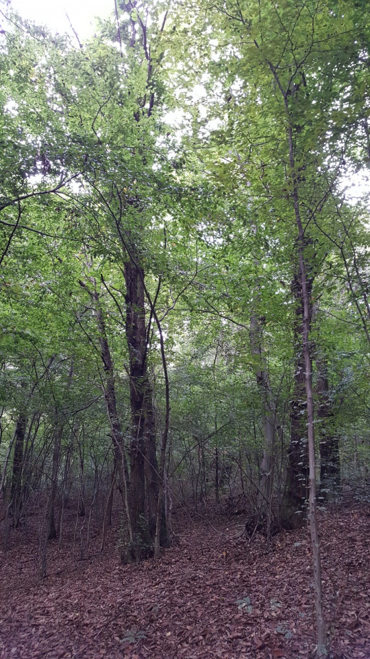 Terreno in vendita a Volpago del Montello