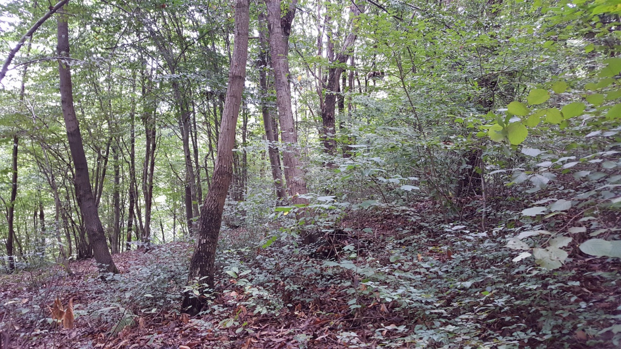 Terreno in vendita a Volpago del Montello