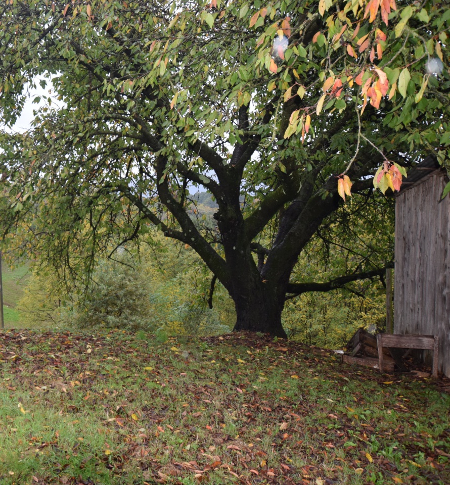 Rustico con giardino a Giavera del Montello