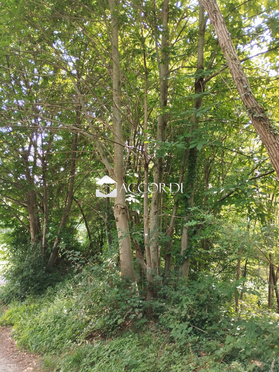 Terreno in vendita a Giavera del Montello