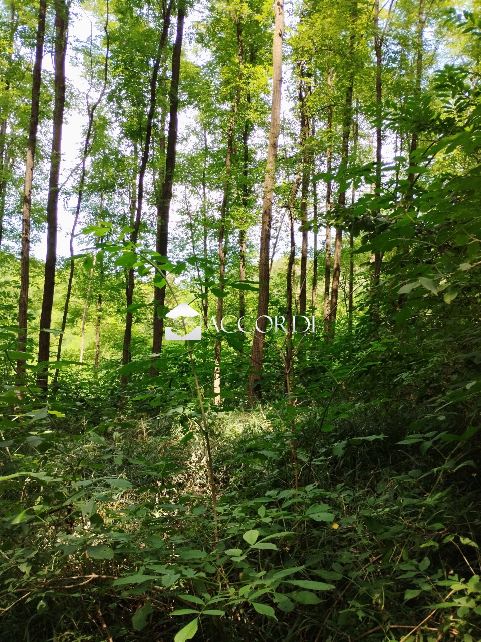 Terreno in vendita a Giavera del Montello