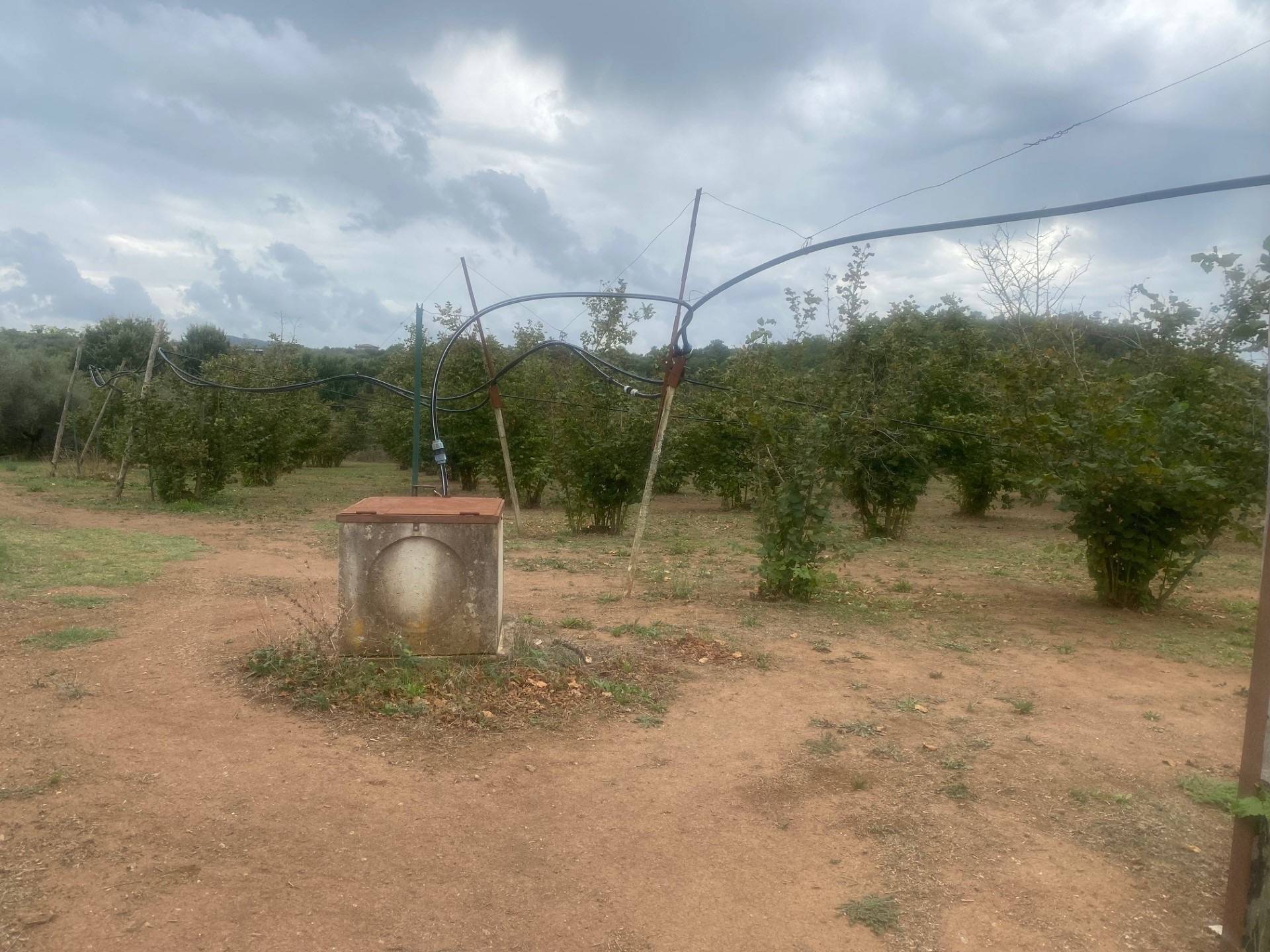 Terreno agricolo in vendita a Villa San Giovanni in Tuscia