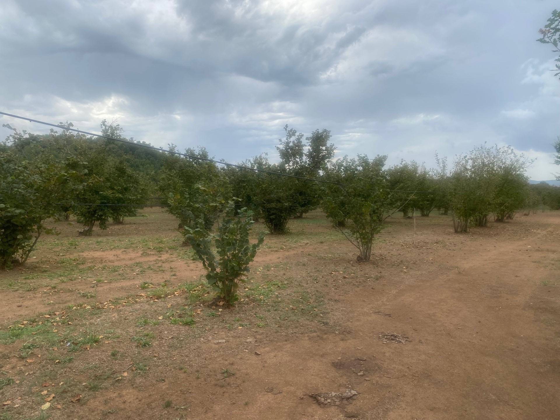 Terreno agricolo in vendita a Villa San Giovanni in Tuscia