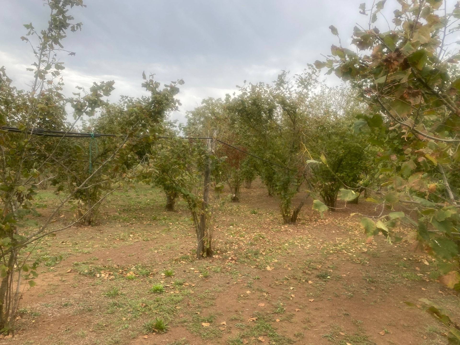 Terreno agricolo in vendita a Villa San Giovanni in Tuscia