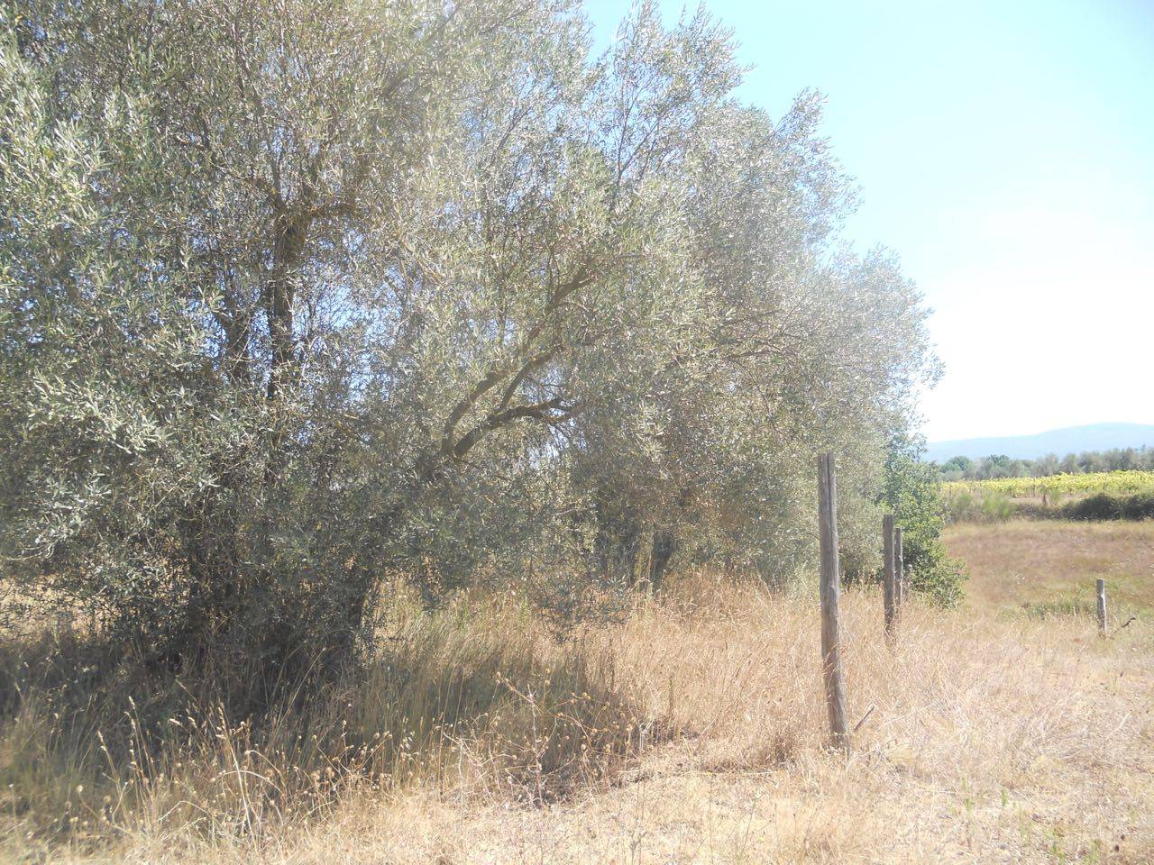 Terreno agricolo in vendita a Vetralla