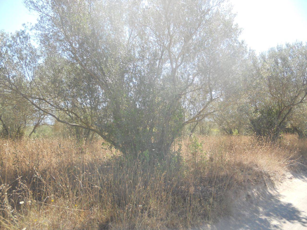 Terreno agricolo in vendita a Vetralla
