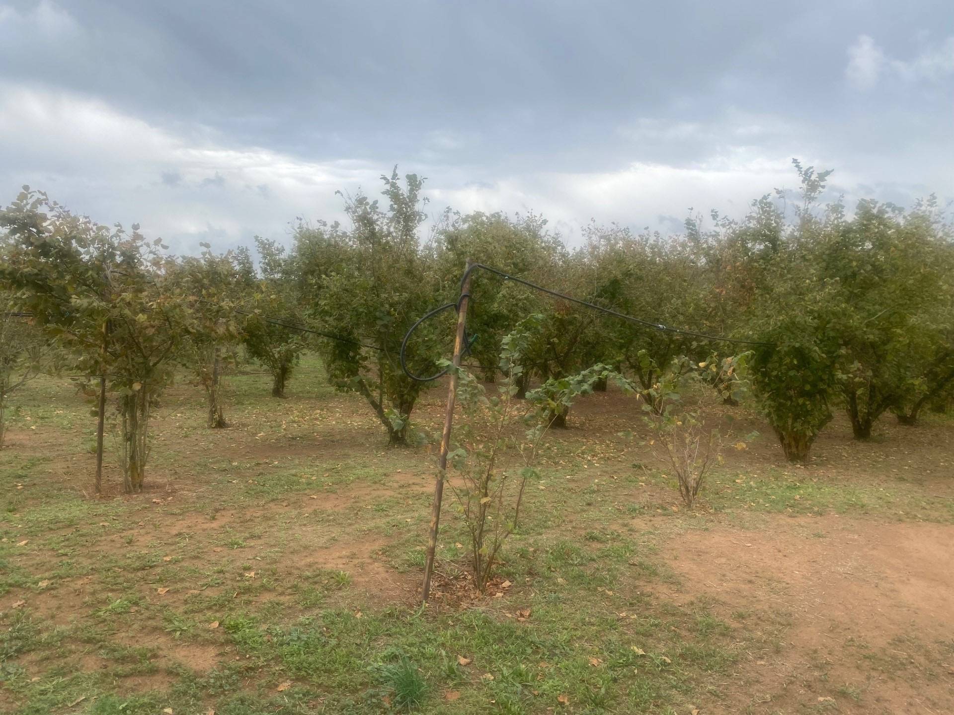 Terreno agricolo in vendita a Villa San Giovanni in Tuscia
