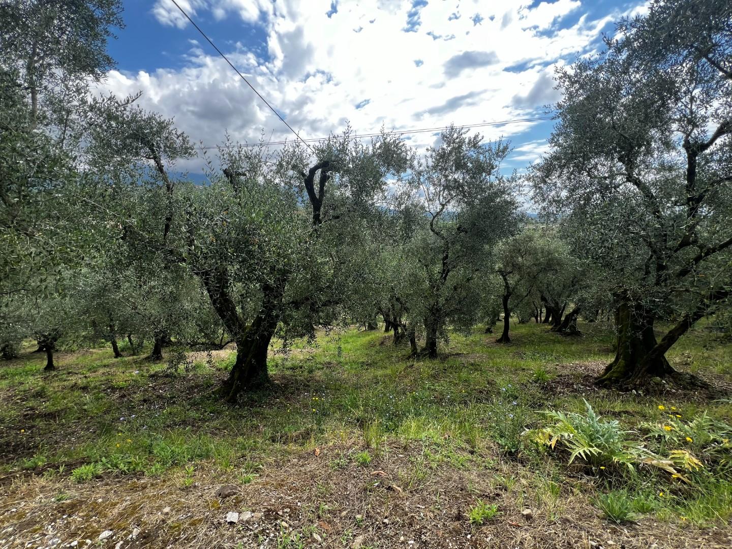 Terreno Agricolo in vendita, Lucca san lorenzo di moriano