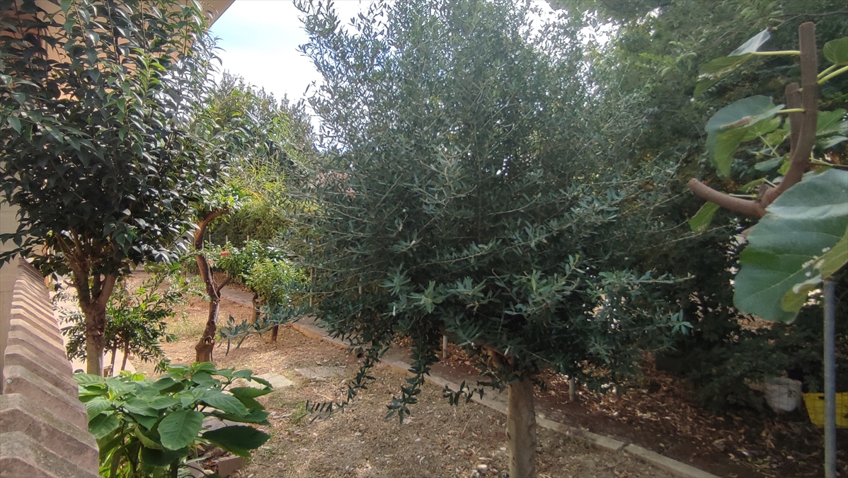 Casa indipendente con giardino in via roma 355, Silvi